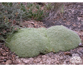 Gypsophila aretioides