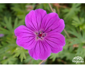 Geranium sanguineum ‘Tiny Monster’