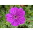 Geranium sanguineum ‘Tiny Monster’