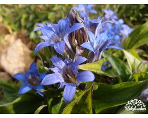 Gentiana septemfida var. lagodechiana