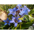 Gentiana septemfida var. lagodechiana