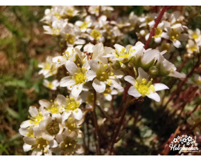 Saxifraga × fleischeri