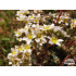 Saxifraga × fleischeri
