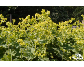 Alchemilla mollis ‘Irish Silk’