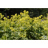 Alchemilla mollis ‘Irish Silk’