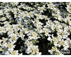 Iberis saxatilis