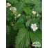 Fragaria vesca ‘Alexandria’