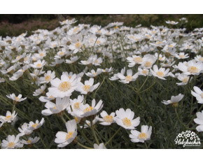 Achillea ageratifolia