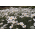 Achillea ageratifolia