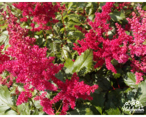 Astilbe x arendsii ‘Fanal’