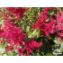 Astilbe x arendsii ‘Fanal’
