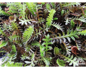 Cotula squalida