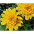 Helianthus ‘Double Whammy’