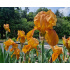 Iris ‘Lunar Fire’