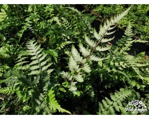Athyrium niponicum ‘Red Beauty’