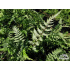 Athyrium niponicum ‘Red Beauty’
