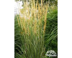 Calamagrostis x acutiflora ‘Overdam’
