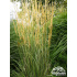 Calamagrostis x acutiflora ‘Overdam’