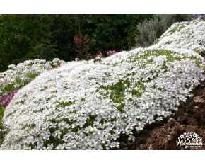 Arenaria tetraquetra