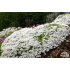 Arenaria tetraquetra