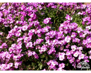Aubrieta ‘Havelberg’