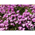 Aubrieta ‘Havelberg’