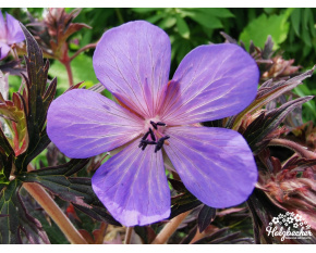 Geranium pratense ‘Black Beauty’