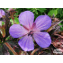 Geranium pratense ‘Black Beauty’