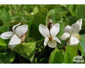 Viola odorata ‘Schneekönigin’