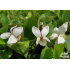 Viola odorata ‘Schneekönigin’
