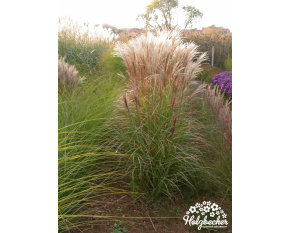 Miscanthus sinensis ‘Kleine Silberspinne’