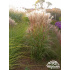 Miscanthus sinensis ‘Kleine Silberspinne’
