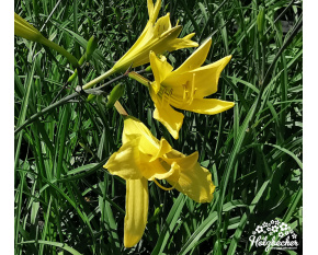 Hemerocallis lilioasphodelus