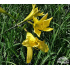 Hemerocallis lilioasphodelus