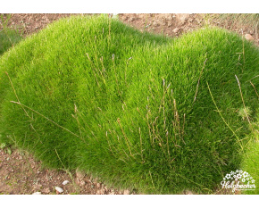 Festuca scoparia ‘Pic Carlit’