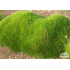 Festuca scoparia ‘Pic Carlit’