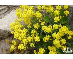 Alyssum saxatile