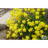 Alyssum saxatile