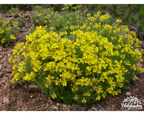 Draba aizoides