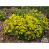 Draba aizoides