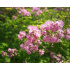 Thalictrum aquilegifolium