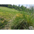 Festuca mairei