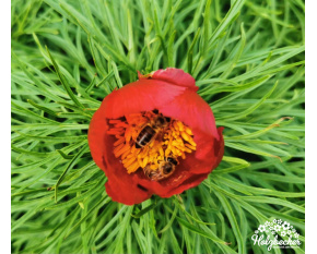 Paeonia tenuifolia