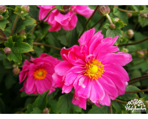Anemone × hybrida ‘Margarete’