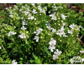 Thymus serpyllum ‘Albus’