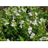 Thymus serpyllum ‘Albus’