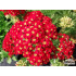 Achillea millefolium ‘Paprika’