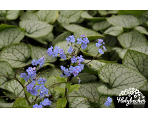 Brunnera macrophylla ‘Jack Frost’