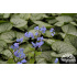Brunnera macrophylla ‘Jack Frost’