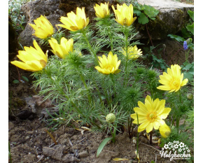 Adonis vernalis